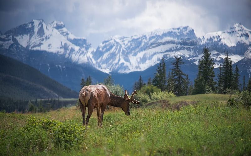 Jasper National Park, Alberta