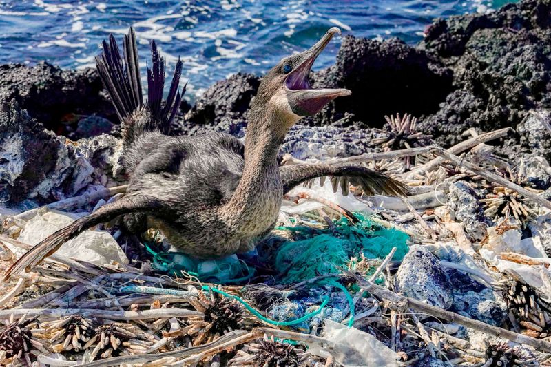 Galápagos Islands, Ecuador