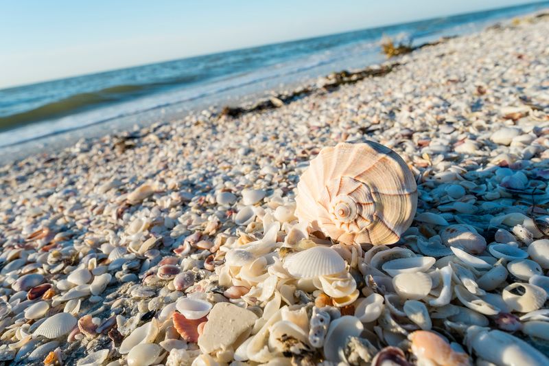 Seashell Collecting Expedition