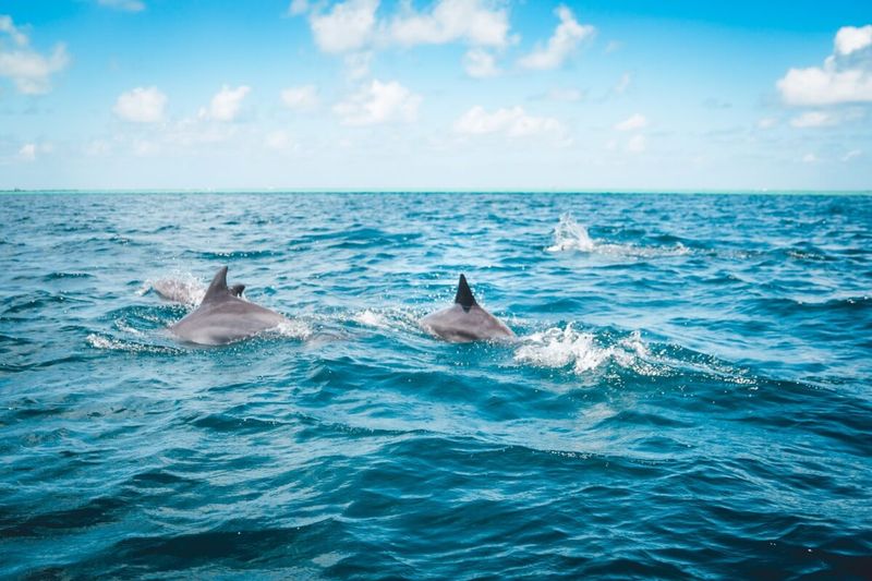 Wildlife Observation Tours