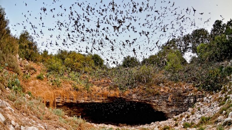 Joining the World's Largest Bat Colony at Bracken Cave