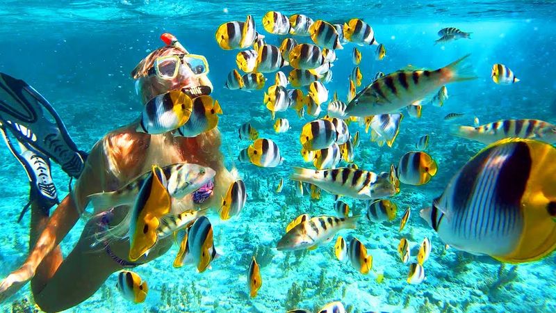 Snorkeling & Diving