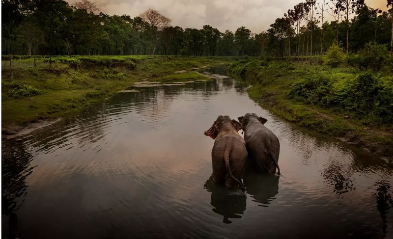 Manas National Park, Assam
