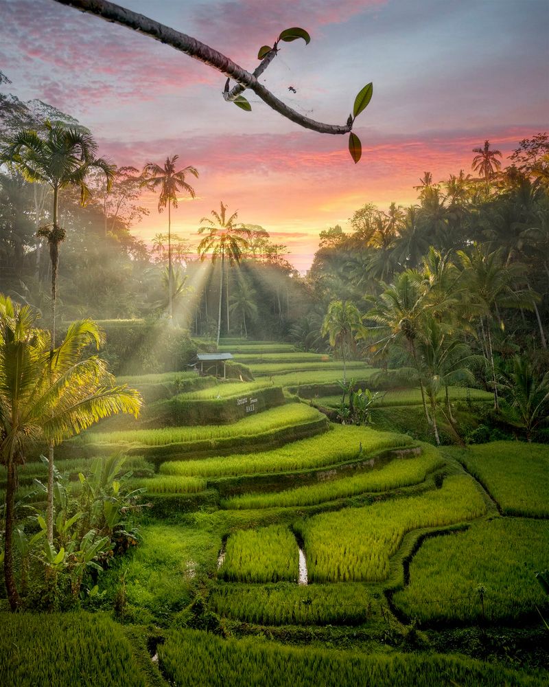 Bali's Rice Terraces, Indonesia