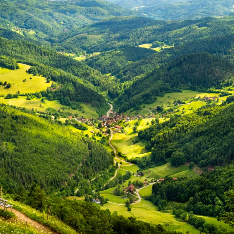 Black Forest