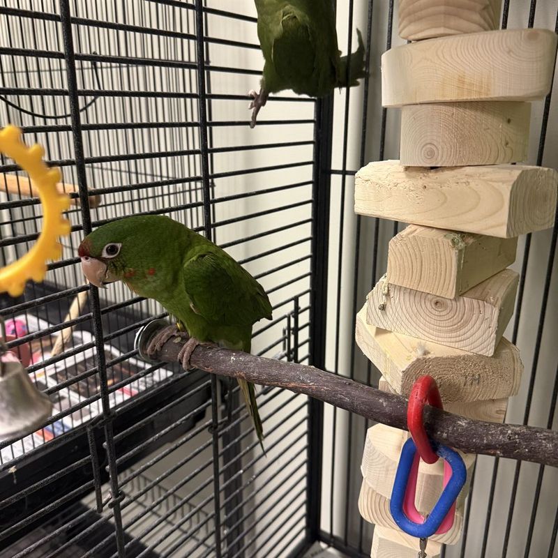 Painted Parakeet Prohibition