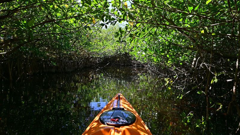Sugarloaf Key's Mangrove Cathedral