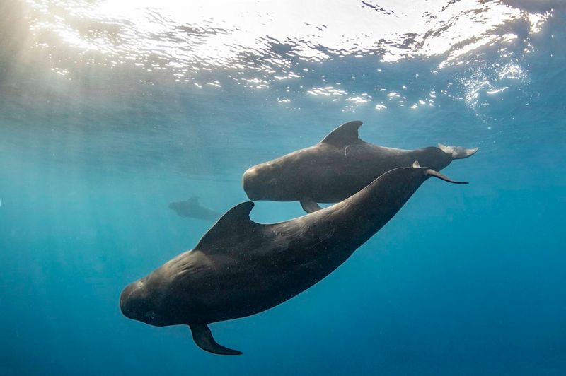 Tenerife, Canary Islands - Year-Round Residents