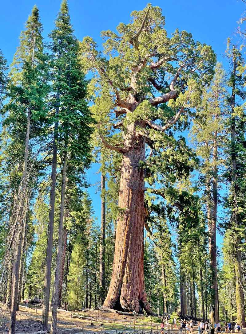 Ancient Giants Survive in Three Sequoia Groves