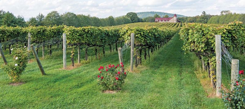Horton Vineyards – For the Adventurous Palate