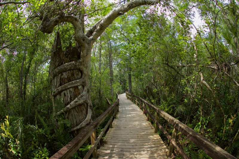 Fakahatchee Strand Preserve