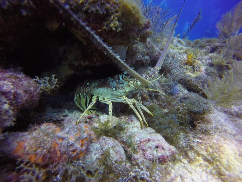Lobster Lane