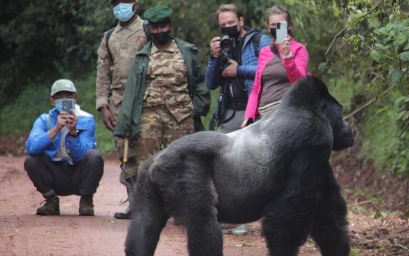 Uganda - Gorilla Encounters and Warm Hospitality