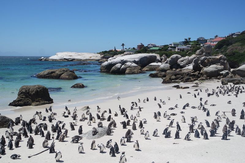 Boulders Beach, South Africa