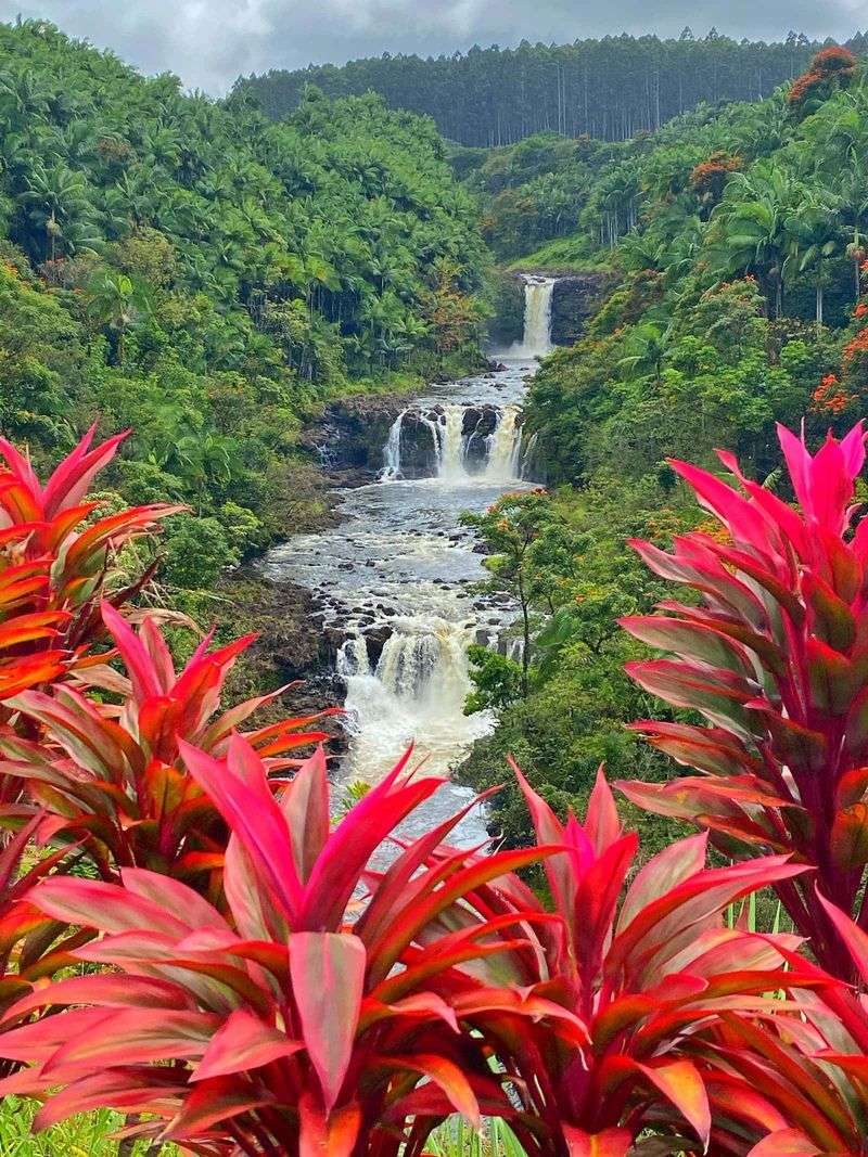 Lush Rainforests