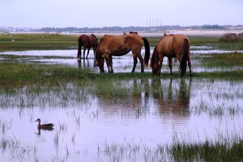 Wild Horses Roam Across the Water
