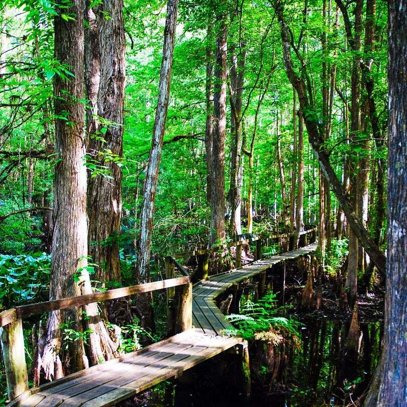 Highlands Hammock State Park