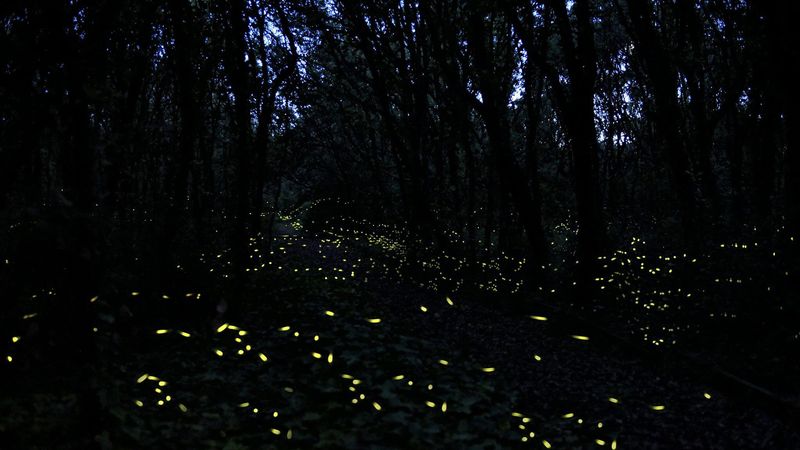 Sam Houston National Forest, Texas, USA
