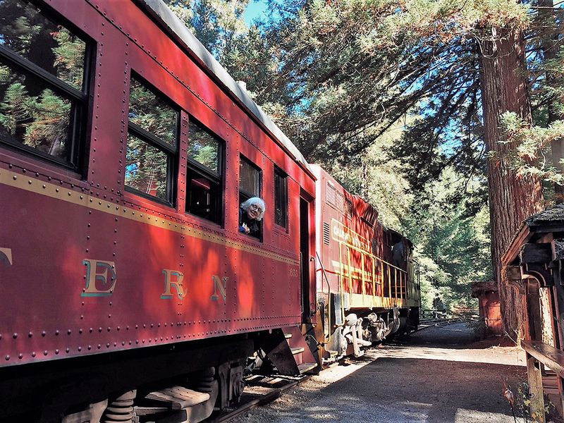 Journey Through Ancient Redwood Giants