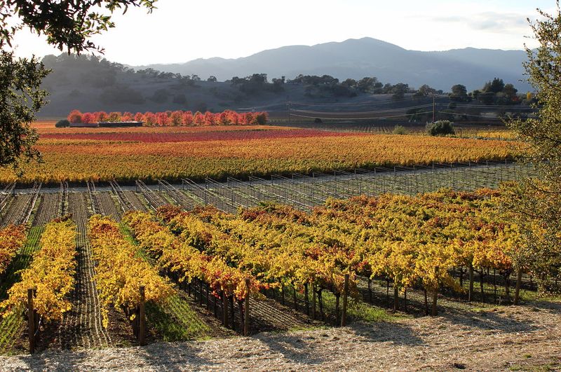 Napa Valley's Silverado Trail