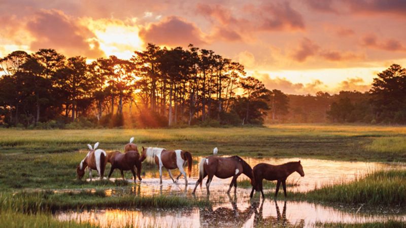 Chincoteague, Virginia