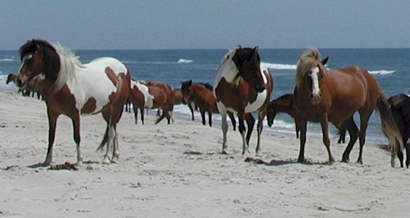 Assateague Island, Maryland/Virginia