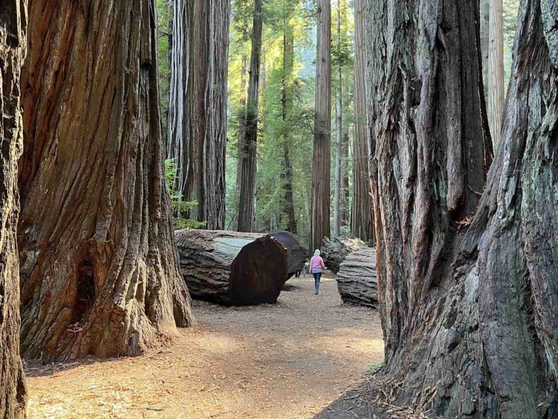 Redwoods National and State Parks, California – Giants of the Past