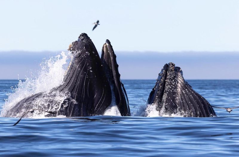 Wildlife Cruises & Tours