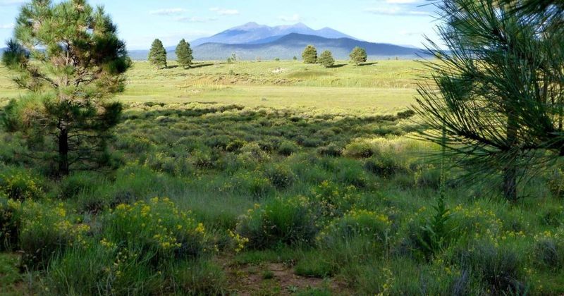 Flagstaff, Arizona