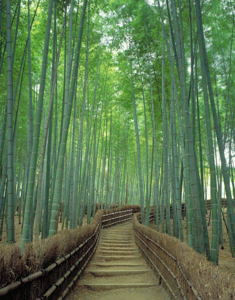 Kyoto’s Bamboo Forest, Japan