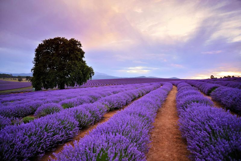 Lavender Fields of Tasmania, Australia
