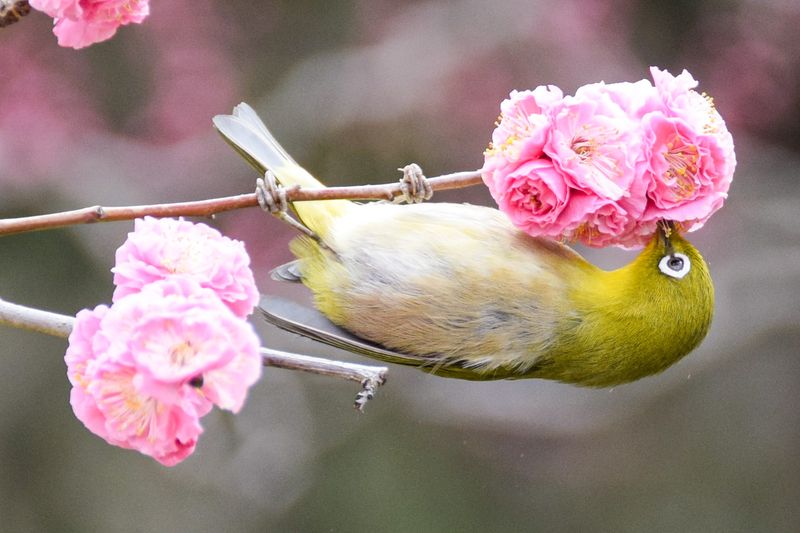 Maruyama Park When Uguisu Naku (Bush Warblers Sing)