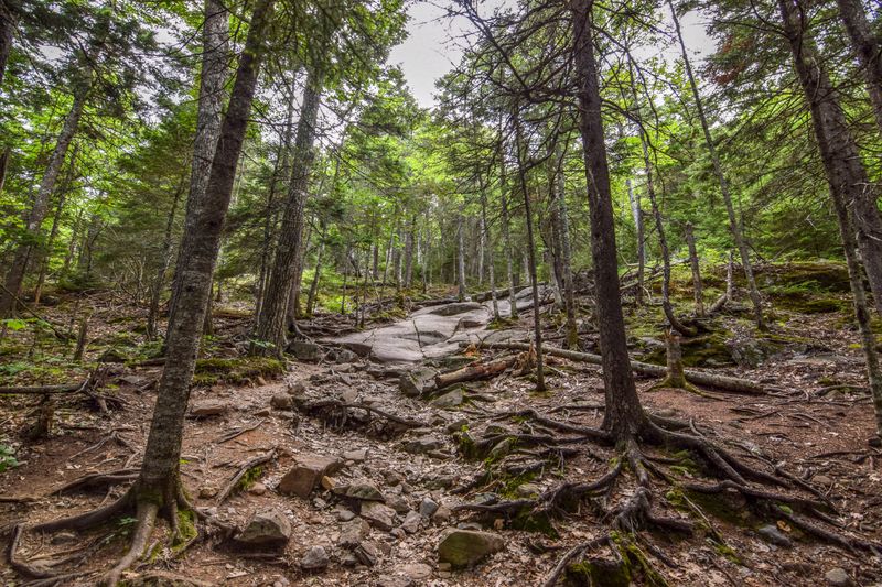 Pine Forests of Maine, USA