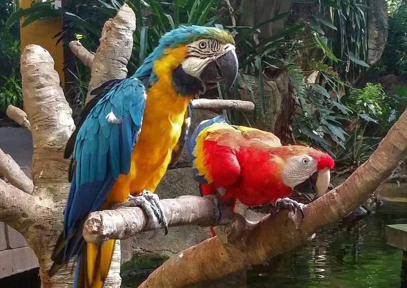 Moody Gardens Aquarium & Rainforest Pyramid (Galveston, TX)