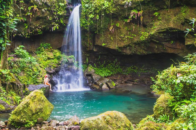 Exploring the Rainforest of Dominica