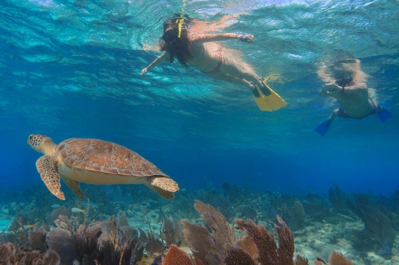 Turtle Reef