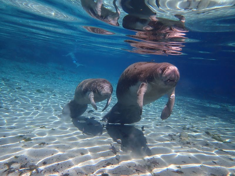 Manatee Monument