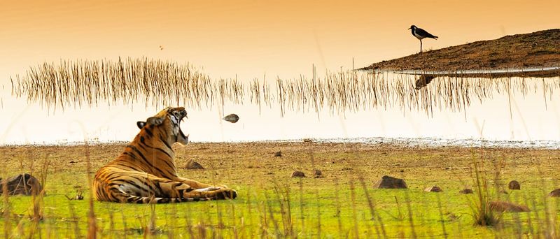 Tadoba Andhari Tiger Reserve - Maharashtra's Hidden Gem
