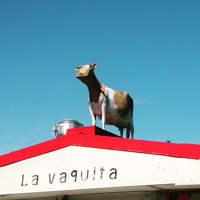 Taqueria La Vaquita – North Carolina