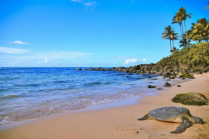 Hawaii's Turtle Beach on Oahu's North Shore