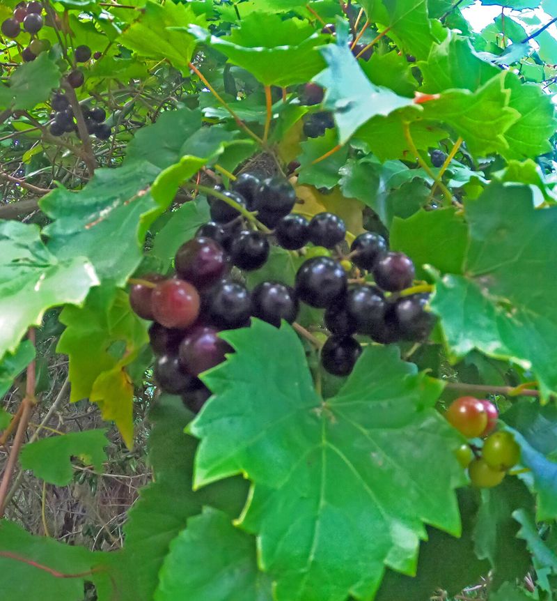 Scuppernong Wine: The Ancient Vintage