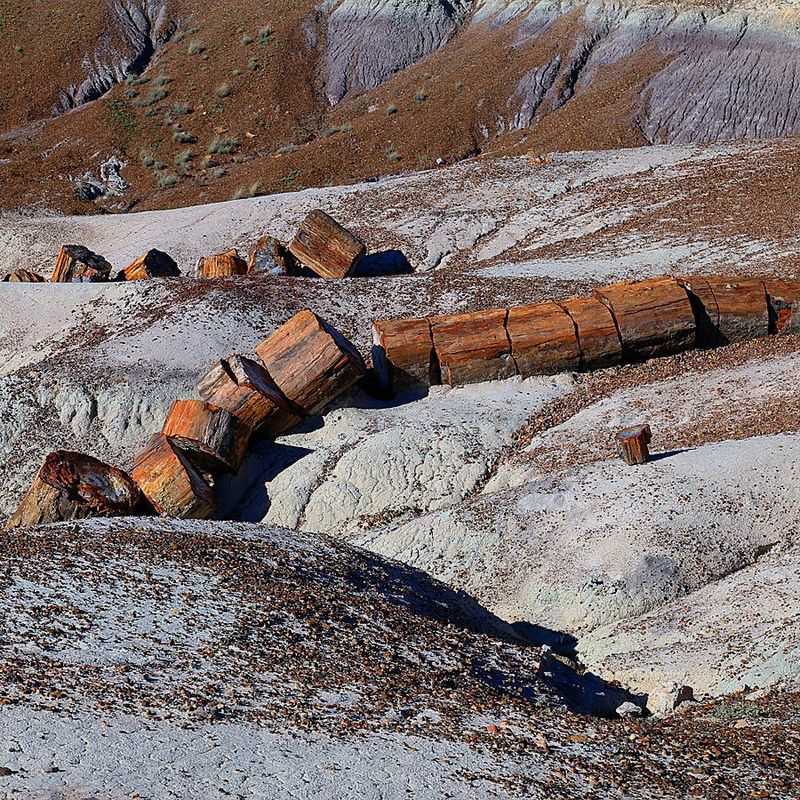 Petrified Forest National Park