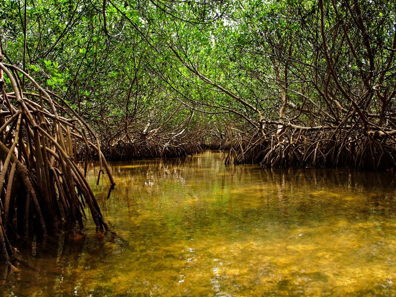 Bamboo Key's Floating Hammock Lagoon