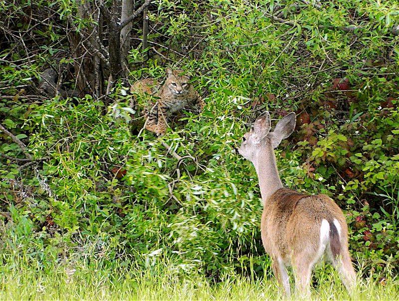 Diverse Wildlife