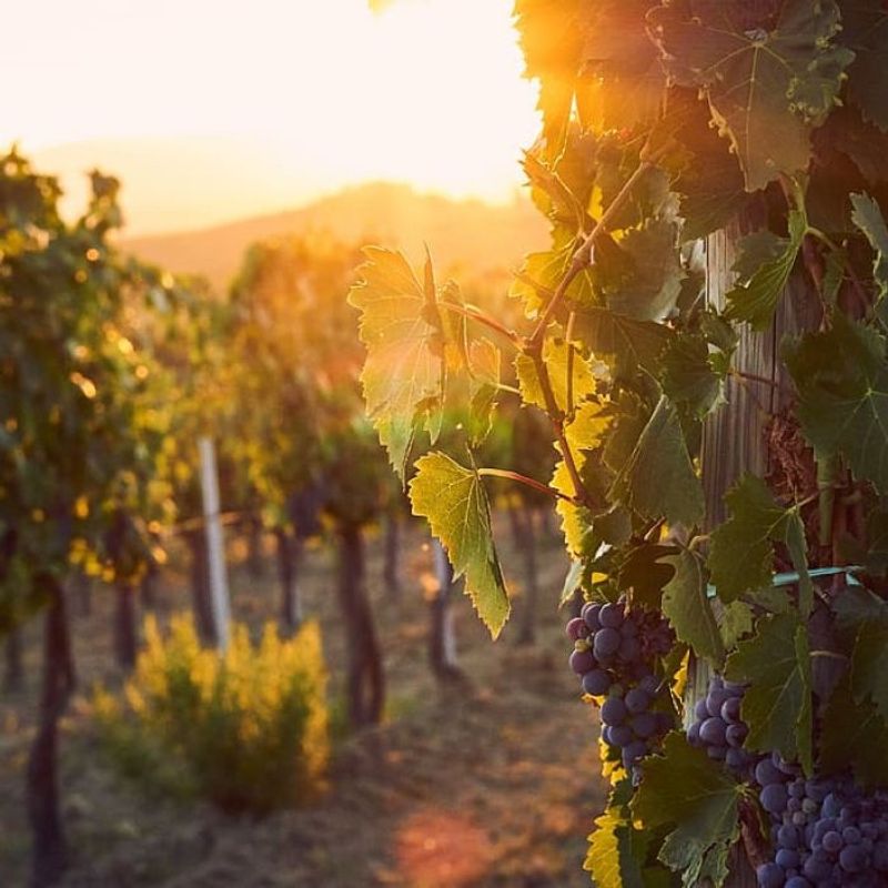 Sunset Vineyard Tour