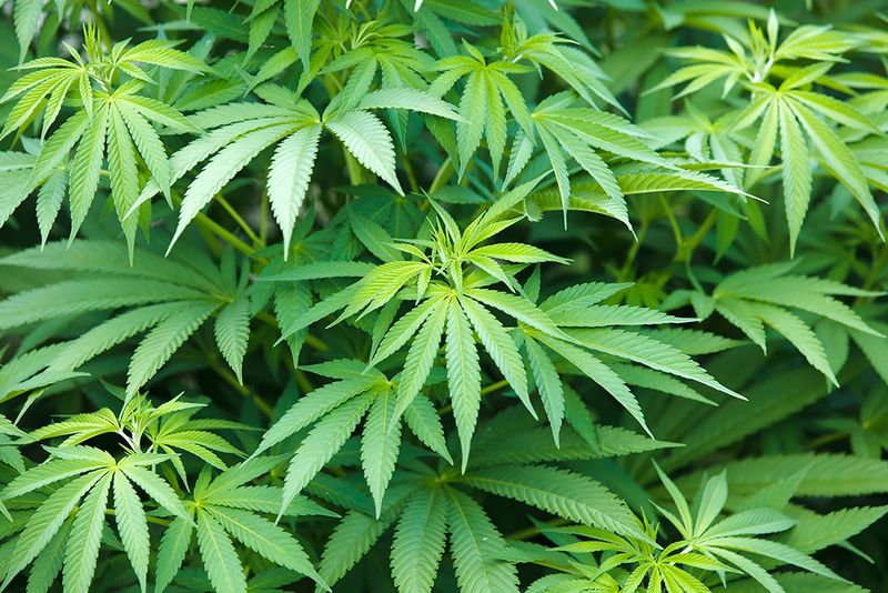 Cannabis Clarity