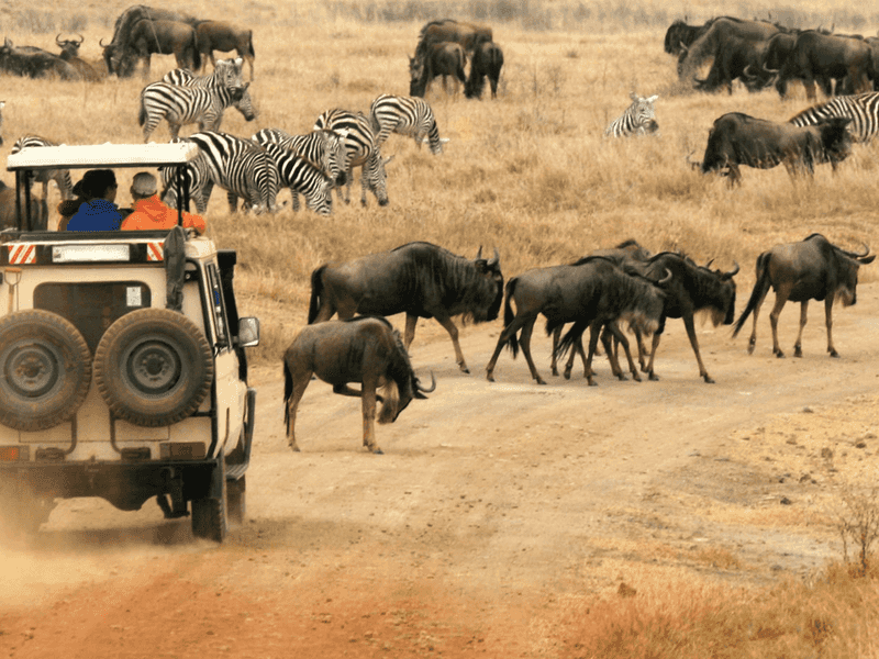 Safari Adventure in Kenya