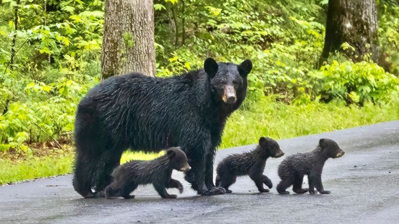 Great Smoky Mountains, Tennessee/North Carolina