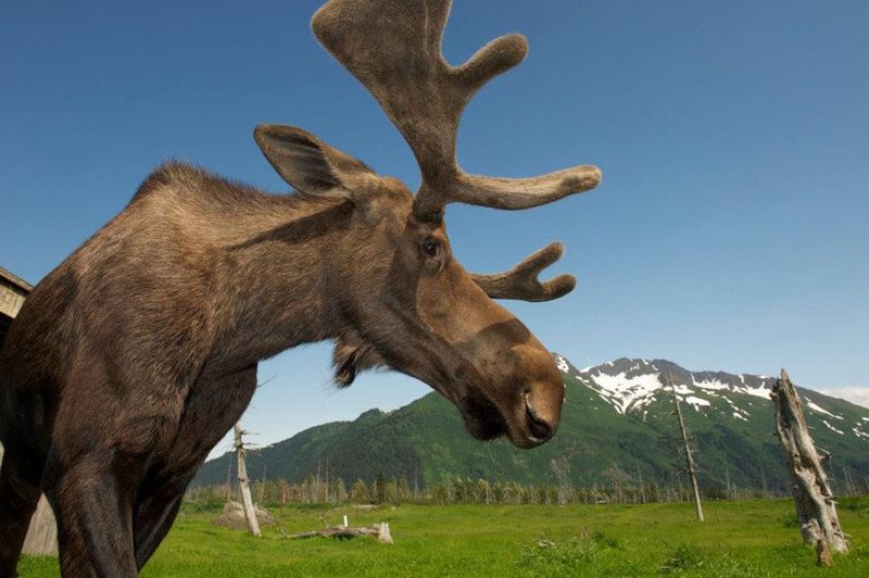 Wildlife Encounters