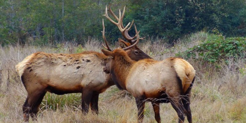 Wildlife Watching Paradise